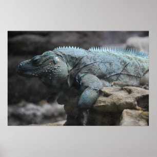 Impressão de Iguana Azul