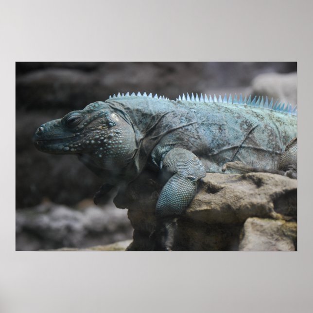 Impressão de Iguana Azul (Frente)