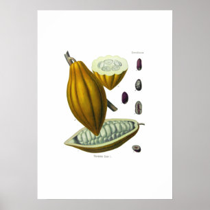 Impressão de ilustração da safra do cacau