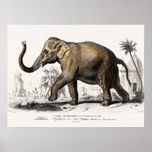 Impressão de Ilustração de Elefante
