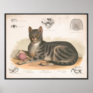 Impressão de Ilustração de Gato Colorido