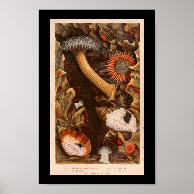 Impressão de Ilustração de Vintagem de Cor da Anêm (Frente)