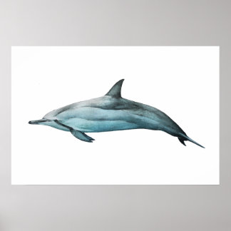 Impressão de ilustração realista de golfinho-rotad