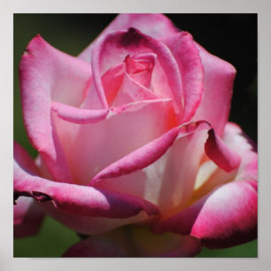 Impressão de Kordes Perfecta do rosa do rosa