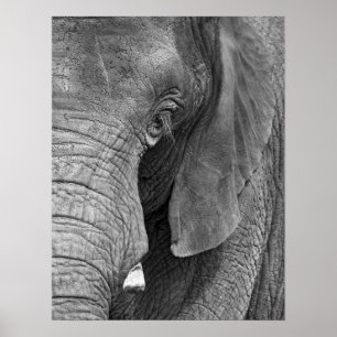 Impressão de L'Elephant - grande