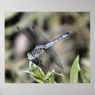 impressão de libélula azul