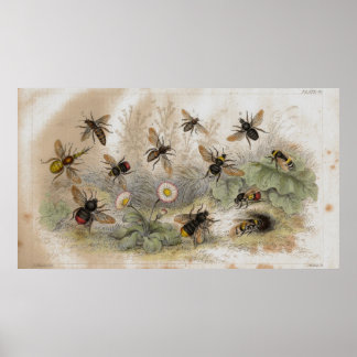 Impressão de litógrafo antigo de abelhas