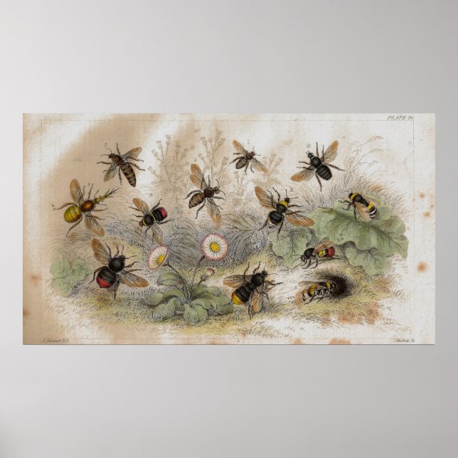 Impressão de litógrafo antigo de abelhas (Frente)