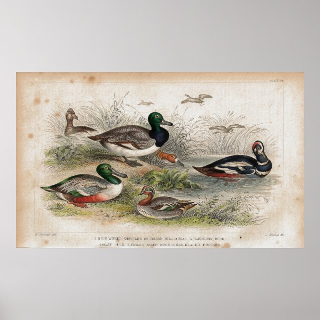 Impressão de litógrafo antigo de patos (Frente)