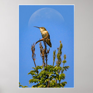 Impressão de Lua e Beija-flor Arte da Natureza e