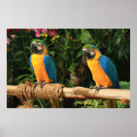 Impressão de Macaw azul e amarelo