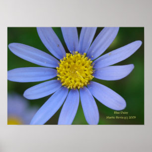 Impressão de margarida azul - Selecione seu quadro