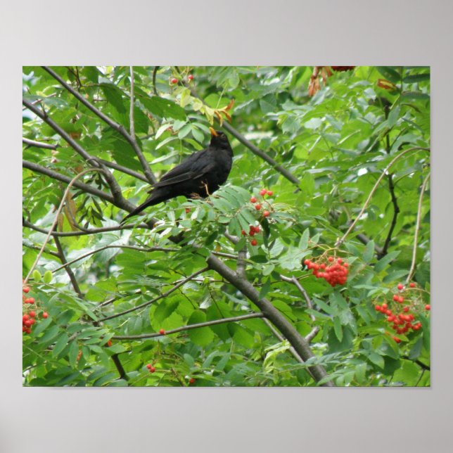 Impressão de Melro e Frutas (Frente)