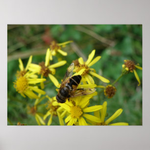 Impressão de mosca