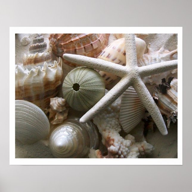 Impressão de muitos conchas (Frente)