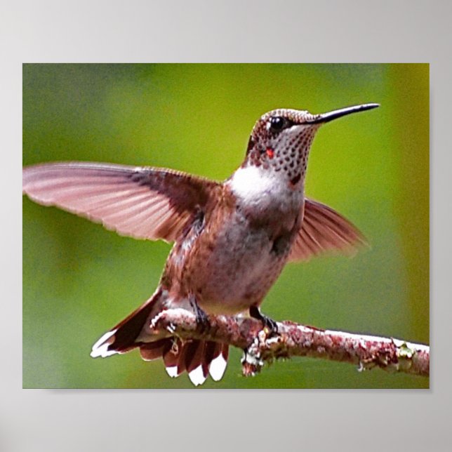 Impressão de Muro de Fotografia de Hummingbird (Frente)