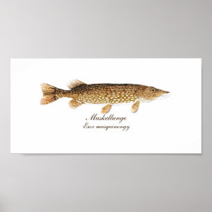 Impressão de Muskie