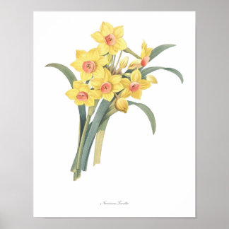 Impressão de Narciso de MAIOR QUALIDADE