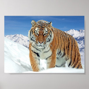 Impressão de Neve de Inverno das Montanhas Tiger