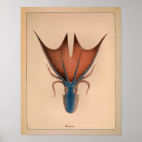impressão de Octopus Colorido de 1851 Vintage