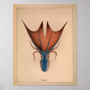 impressão de Octopus Colorido de 1851 Vintage