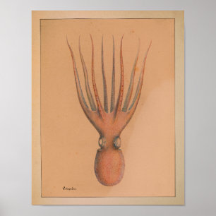 impressão de Octopus Colorido de 1851 Vintage