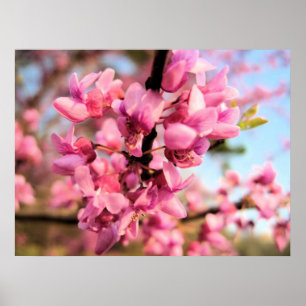 Impressão de Oklahoma Redbud
