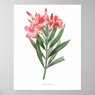 Impressão de Oleander de ALTA QUALIDADE