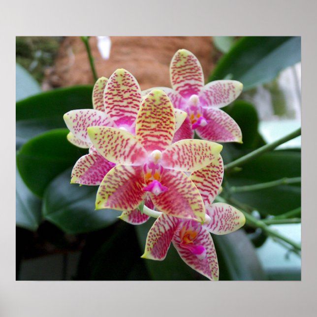 Impressão de orquídea (Frente)