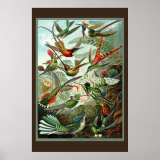 Impressão de passarinho