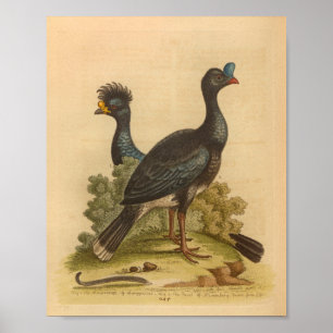Impressão de Pássaro Azul-Vintage