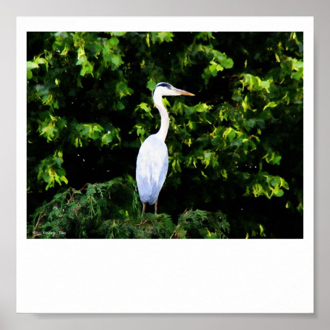 Impressão de Pássaro Branco (Frente)