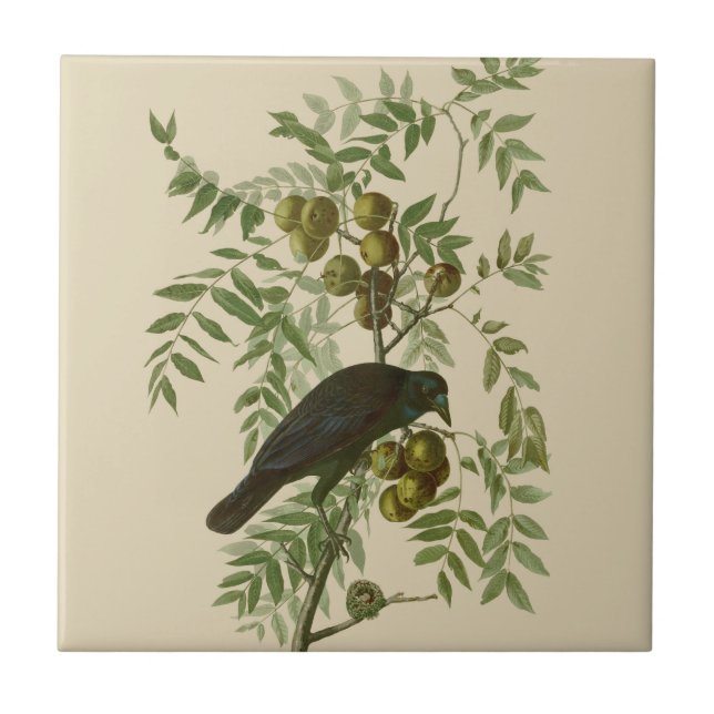 Impressão de Pássaro Grackle Roxo de Audubon Vinta (Frente)