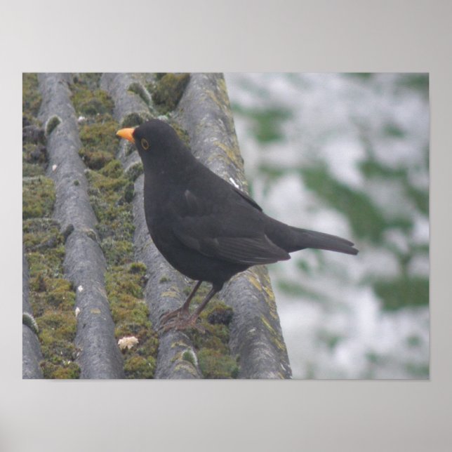 Impressão de pássaro negro (Frente)