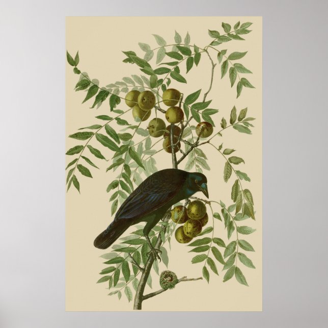 Impressão de pássaro rouxinol-púrpura de Audubon V (Frente)
