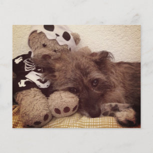 impressão de pata no seu coração, cartão memor