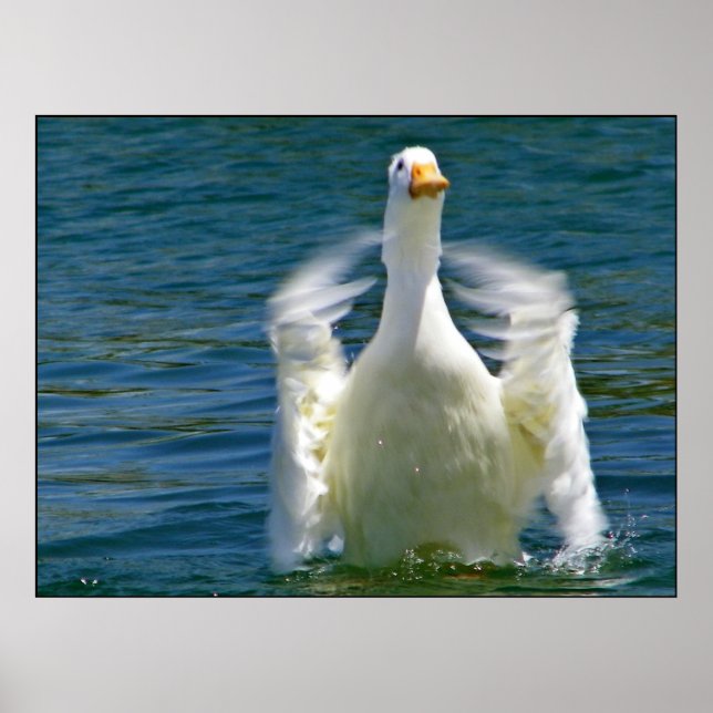 Impressão de pato aplaudindo (Frente)