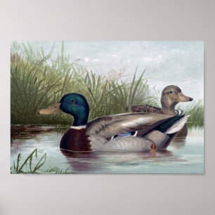 Impressão de Patos Mallard Escolher Tamanho