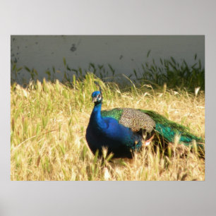 Impressão de Peacock