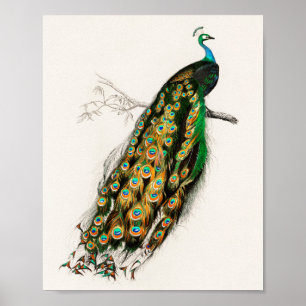 Impressão de Peacock Illustration Vintage Art