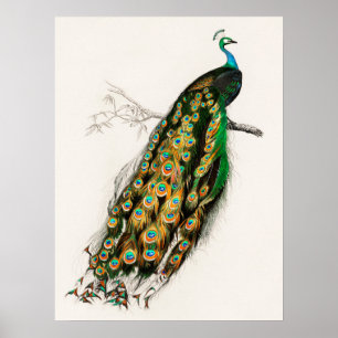 Impressão de Peacock Illustration Vintage Art