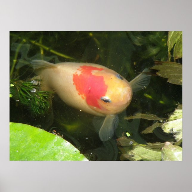 Impressão de peixe (Frente)