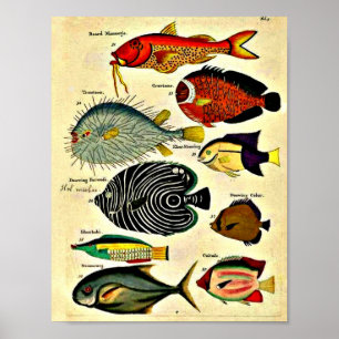 impressão de peixe antigo
