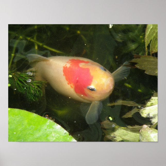 Impressão de Peixe Dourado (Frente)