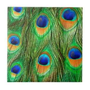 Impressão de Penas Coloridas de Peacock