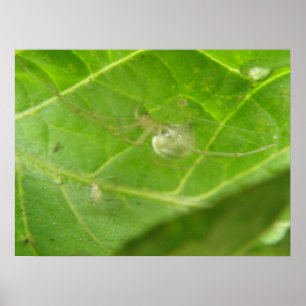 Impressão de Pequena Aranha
