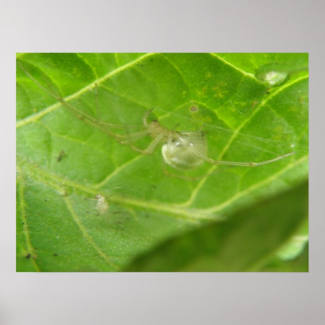 Impressão de Pequena Aranha (Frente)