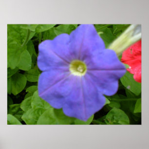 Impressão de Petunia Azul Baeutil