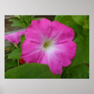 Impressão de Petunia rosa