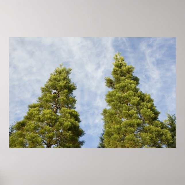 Impressão de pinças gêmeas (Frente)